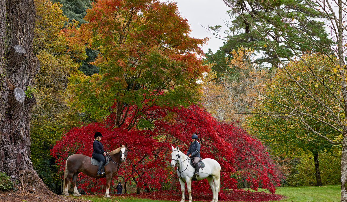 Ashford Castle, dog-friendly hotel, photo 4
